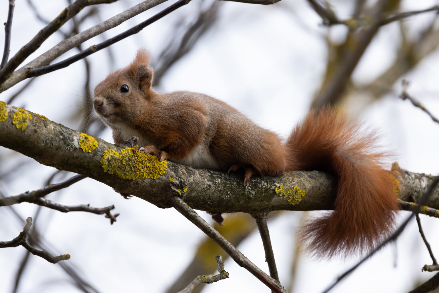 Canon EOS R5 i Canon RF 100-500 mm F4.5-7.1L IS USM - zdjęcia przykładowe