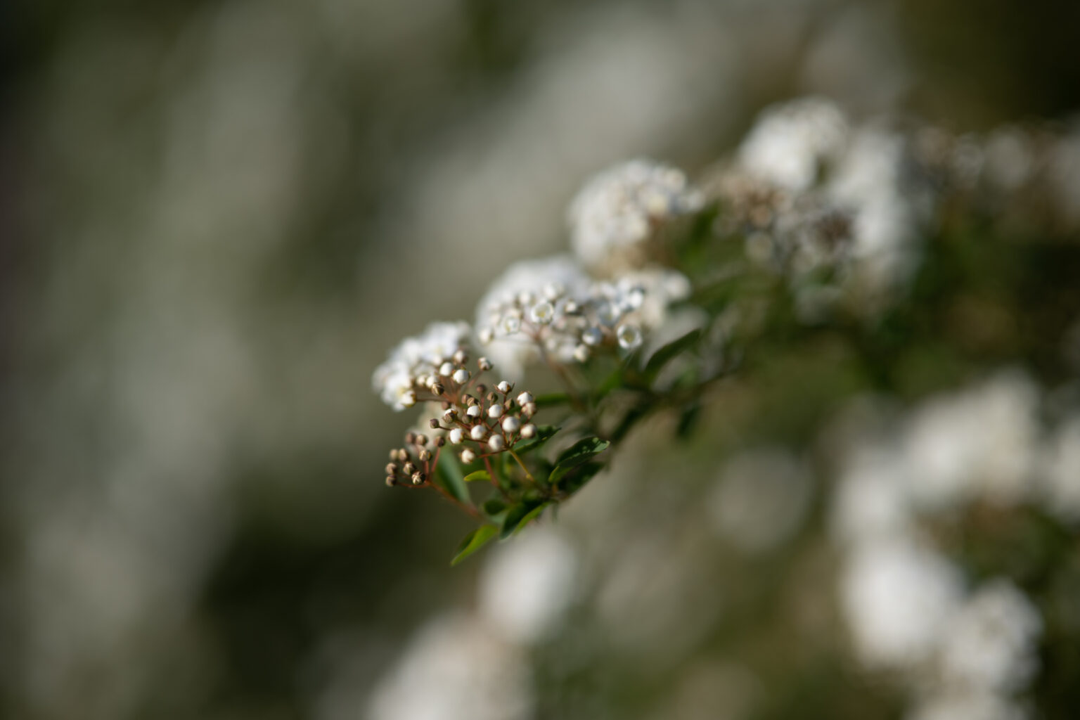 Tak radzi sobie Nikkor Z 50mm F1.2 S w duecie z bezlusterkowcem Nikon Z9 podczas sesji portretowej, a także powolnych spacerów.