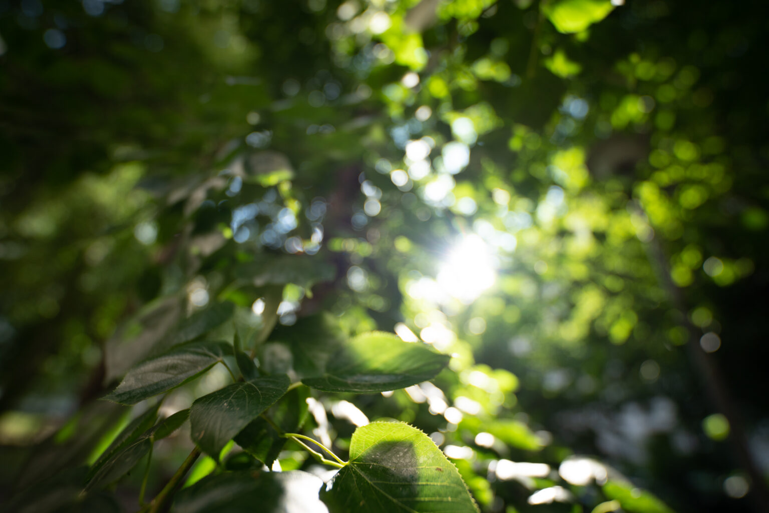 Zobacz zdjęcia przykładowe z obiektywu Sigma 14mm F1.4 DG DN ART w asyście Sony A7R III
