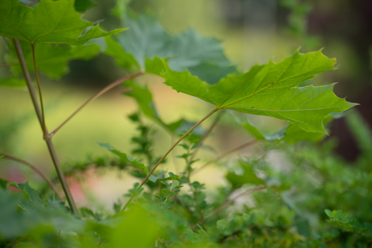 Zdjęcia 2000px z obiektywu Samyang AF 35-150mm F2-2.8 FE w asyście Sony A7R III