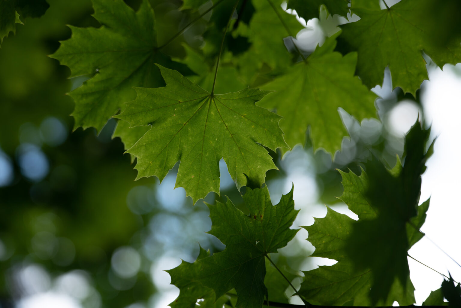 Zdjęcia 1:1 Samyang AF 35-150mm F2-2.8 FE w asyście Sony A7