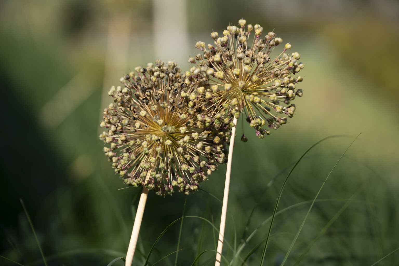 Zdjęcia 2000px z obiektywu Samyang AF 35-150mm F2-2.8 FE w asyście Sony A7R III