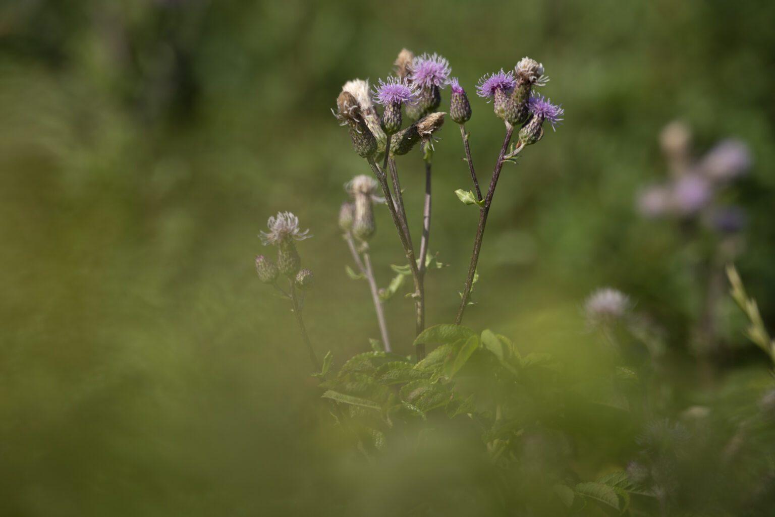 Zdjęcia 2000px z obiektywu Samyang AF 35-150mm F2-2.8 FE w asyście Sony A7R III