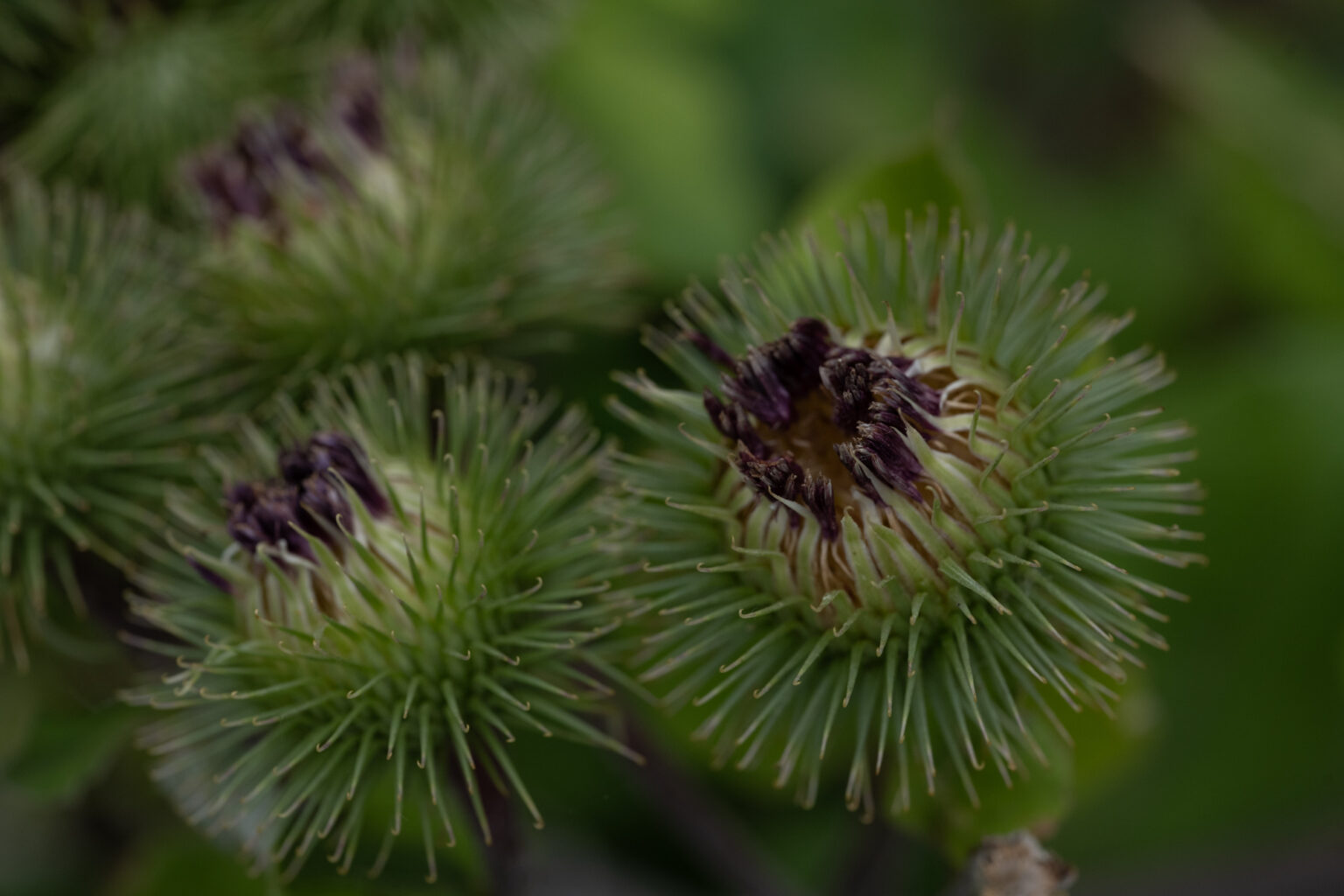 Makro-spacer z obiektywem Voigtlander 65mm F2 Macro APO Lanthar na aparacie Nikon Z7 II