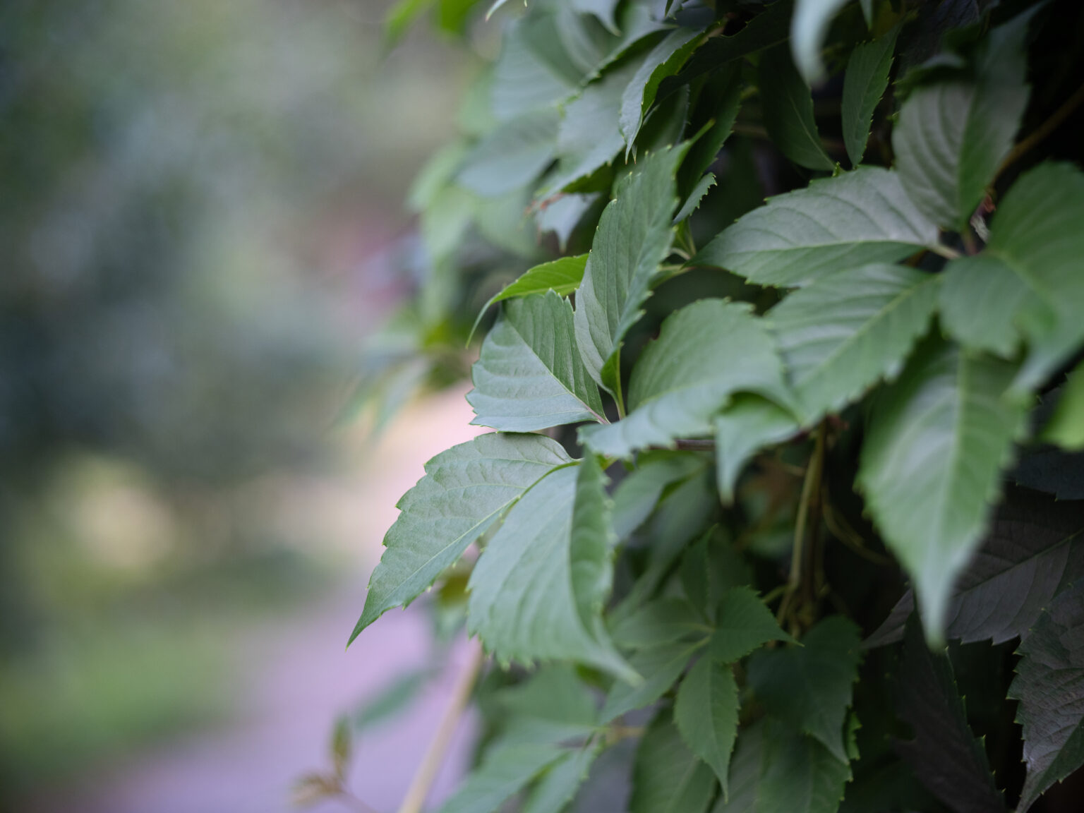 TTArtisan 100mm F2.8 Bubble Bokeh M42