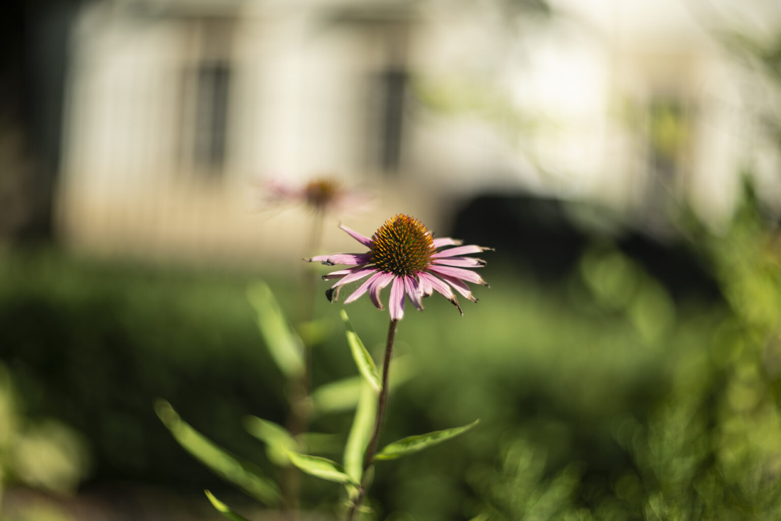 Nikon D800 z obiektywem Carl Zeiss Biotar 75mm F1.5 Bokeh Killerz