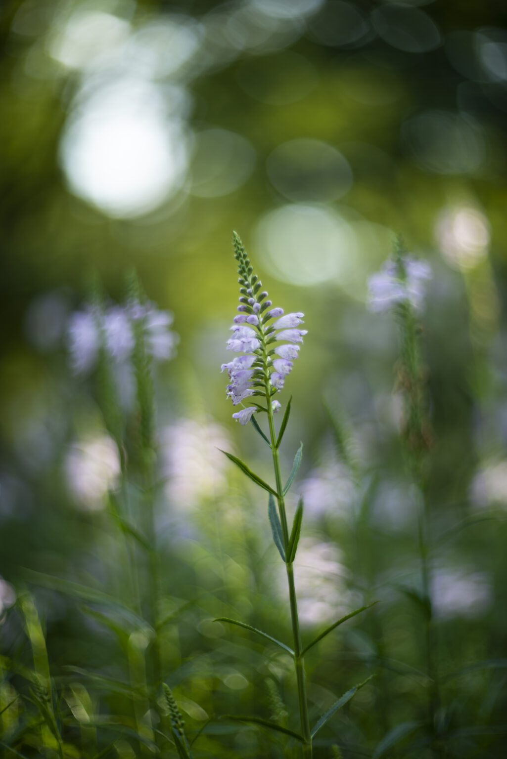 Nikon D800 z obiektywem Carl Zeiss Biotar 75mm F1.5 Bokeh Killerz