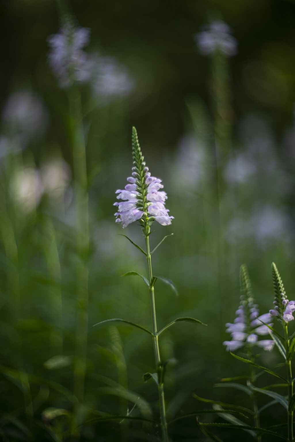 Nikon D800 z obiektywem Carl Zeiss Biotar 75mm F1.5 Bokeh Killerz