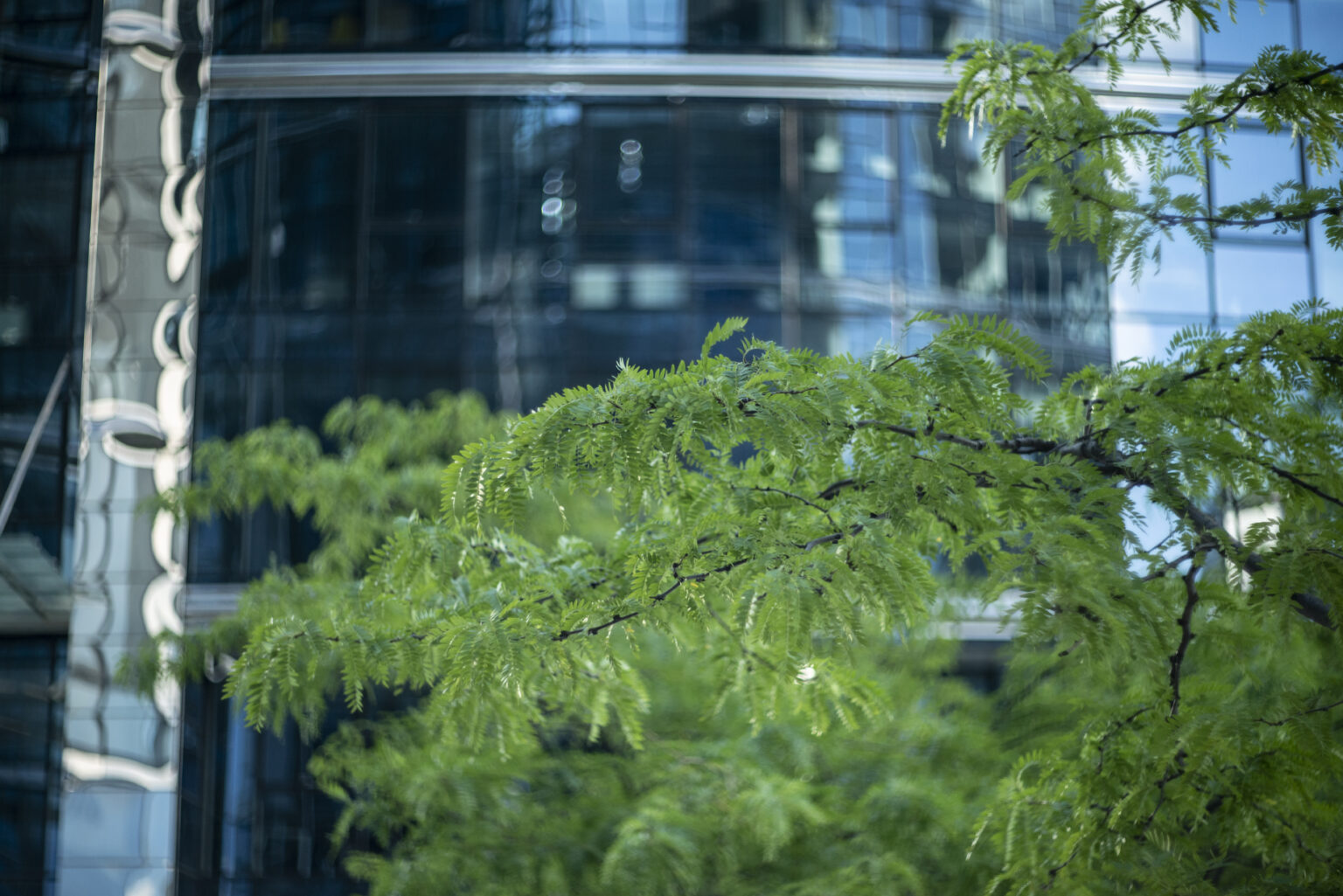 Nikon D800 z obiektywem Carl Zeiss Biotar 75mm F1.5 Bokeh Killerz