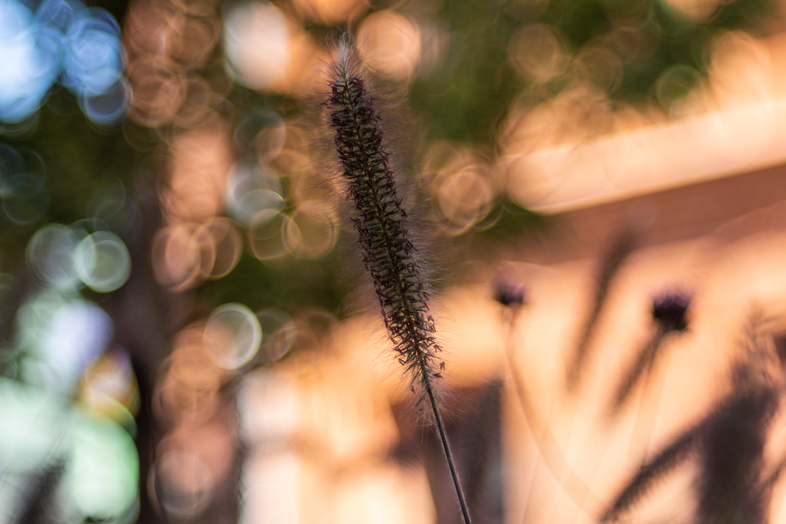 APS-C Canon EOS 700D i TTArtisan 100mm F2.8 Bubble Bokeh M42 - świetnie się to razem spisuje