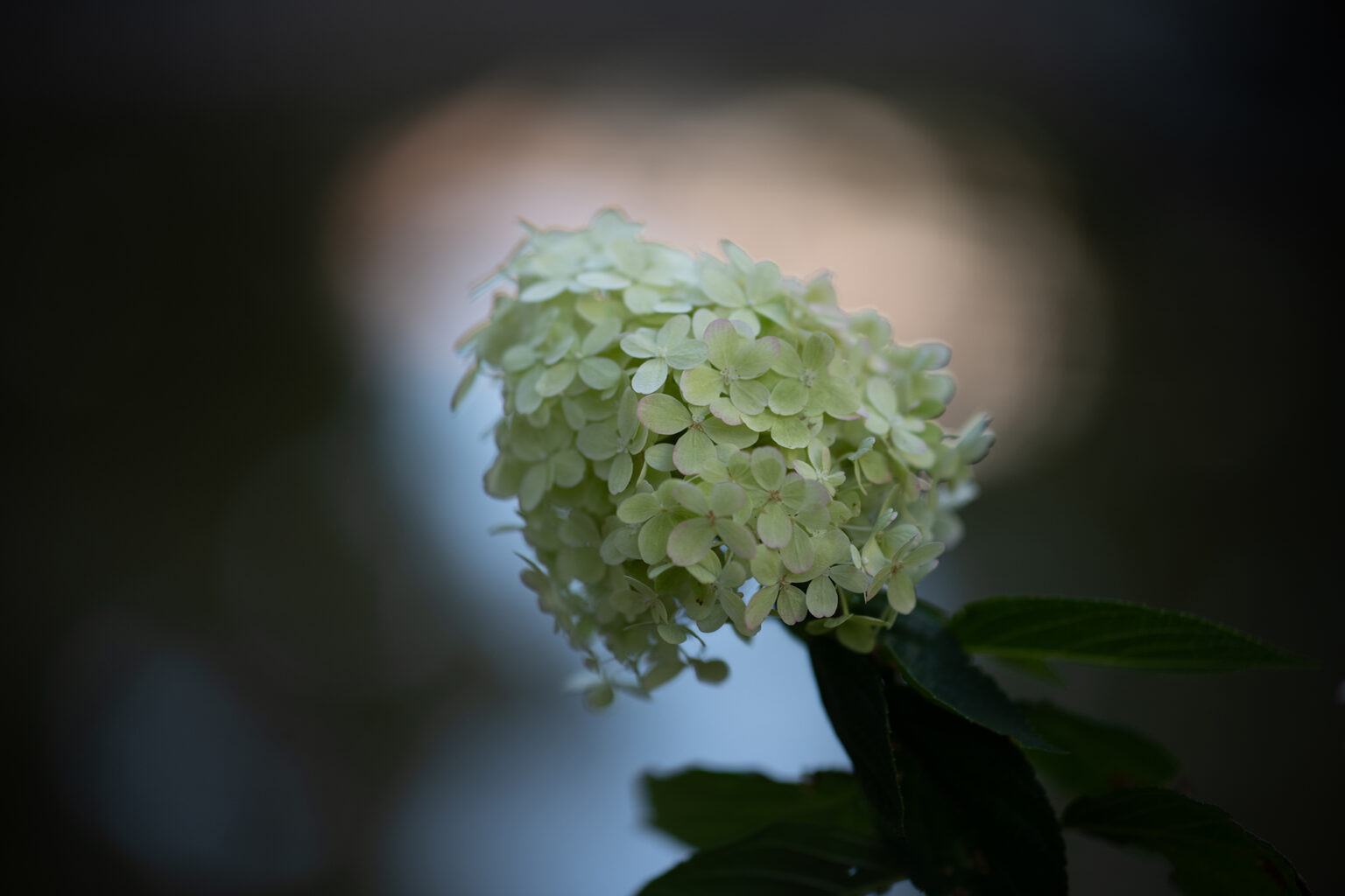 Obiektyw Nikkor 105mm F1.4 E ED AF-S Nano połączony z aparatem Nikon Z7II przez adapter FTZ
