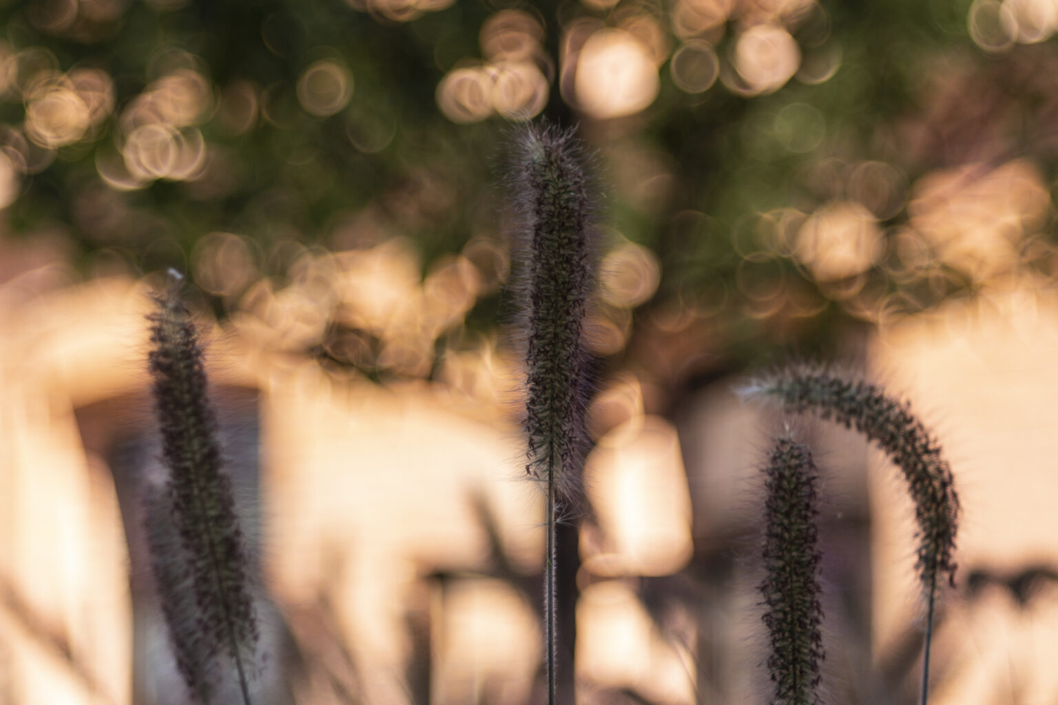 Canon EOS 700D oraz z obiektywu TTArtisan 100mm F2.8 Bubble Bokeh M42
