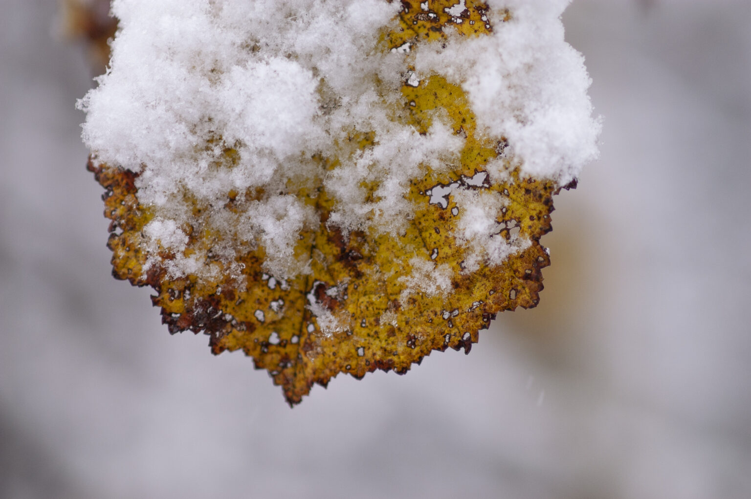 Galeria zdjęć śniegowych z Nikon D100 i Nikkor AF Micro 105 mm F2.8D (rozmiar 1:1)