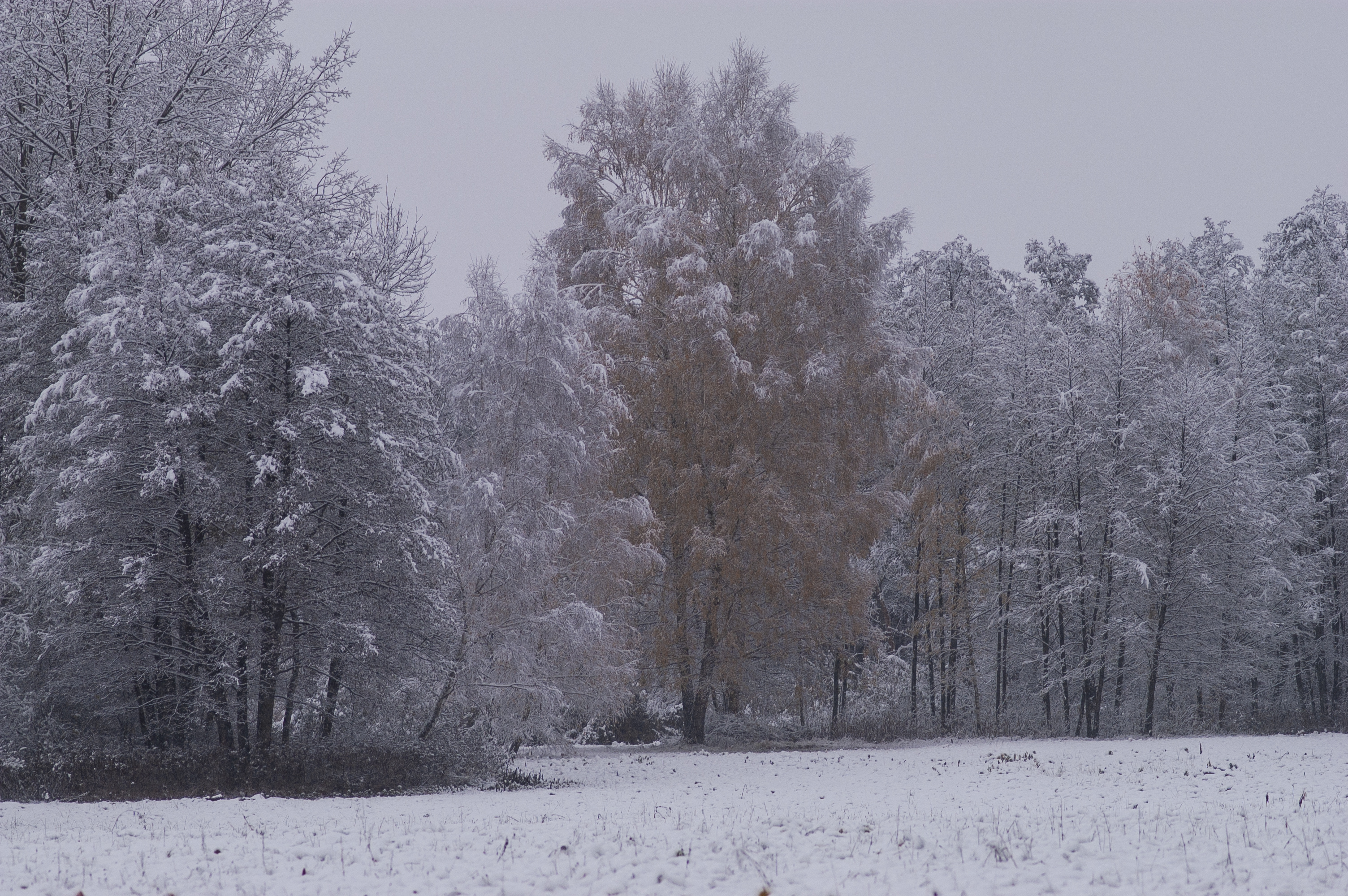 Galeria zdjęć śniegowych z Nikon D100 i Nikkor AF Micro 105 mm F2.8D (rozmiar 1:1)