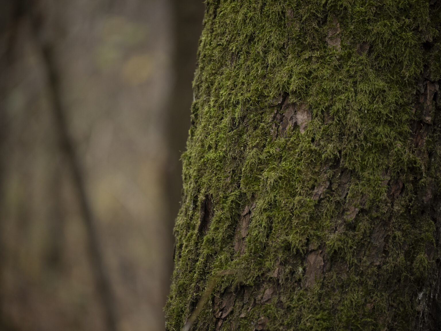 Sigma 70-200 mm F2.8 DG DN OS Sports na Panasonic Lumix S1H - zdjęcia przykładowe