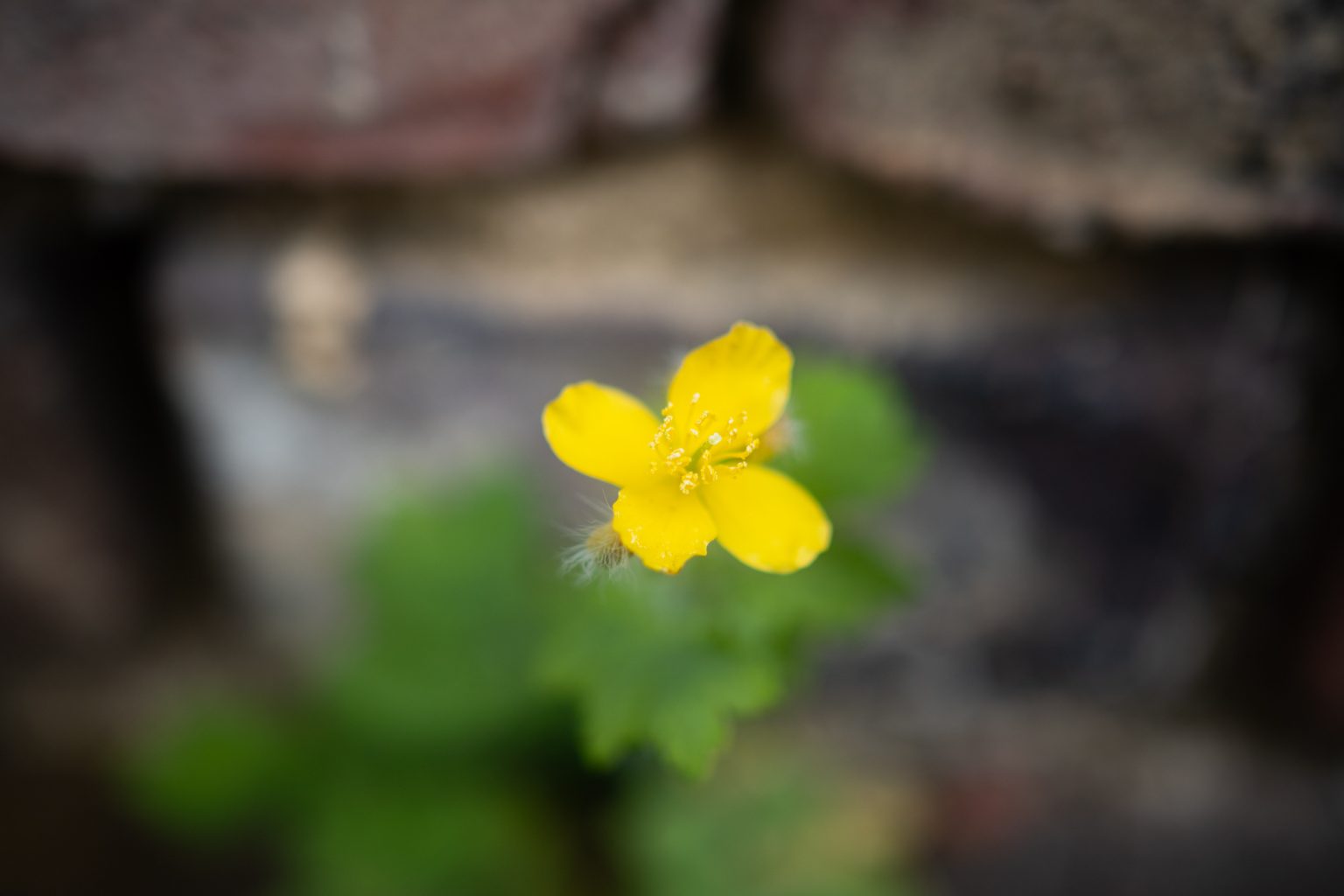 Galeria zdjęć przykładowych z obiektywu Sony E 24mm F1.8 Sonnar T* ZA Zeiss oraz aparatu Sony A6600