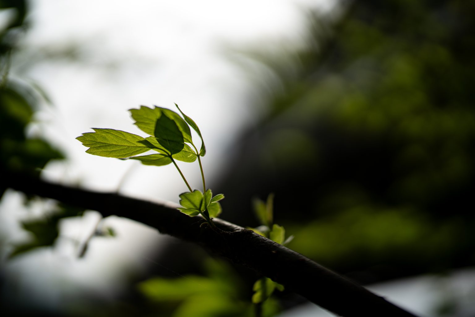 Galeria zdjęć przykładowych 2000px z obiektywu Sigma A 50mm F1.2 DG DN ART oraz aparatu Sony A7R III