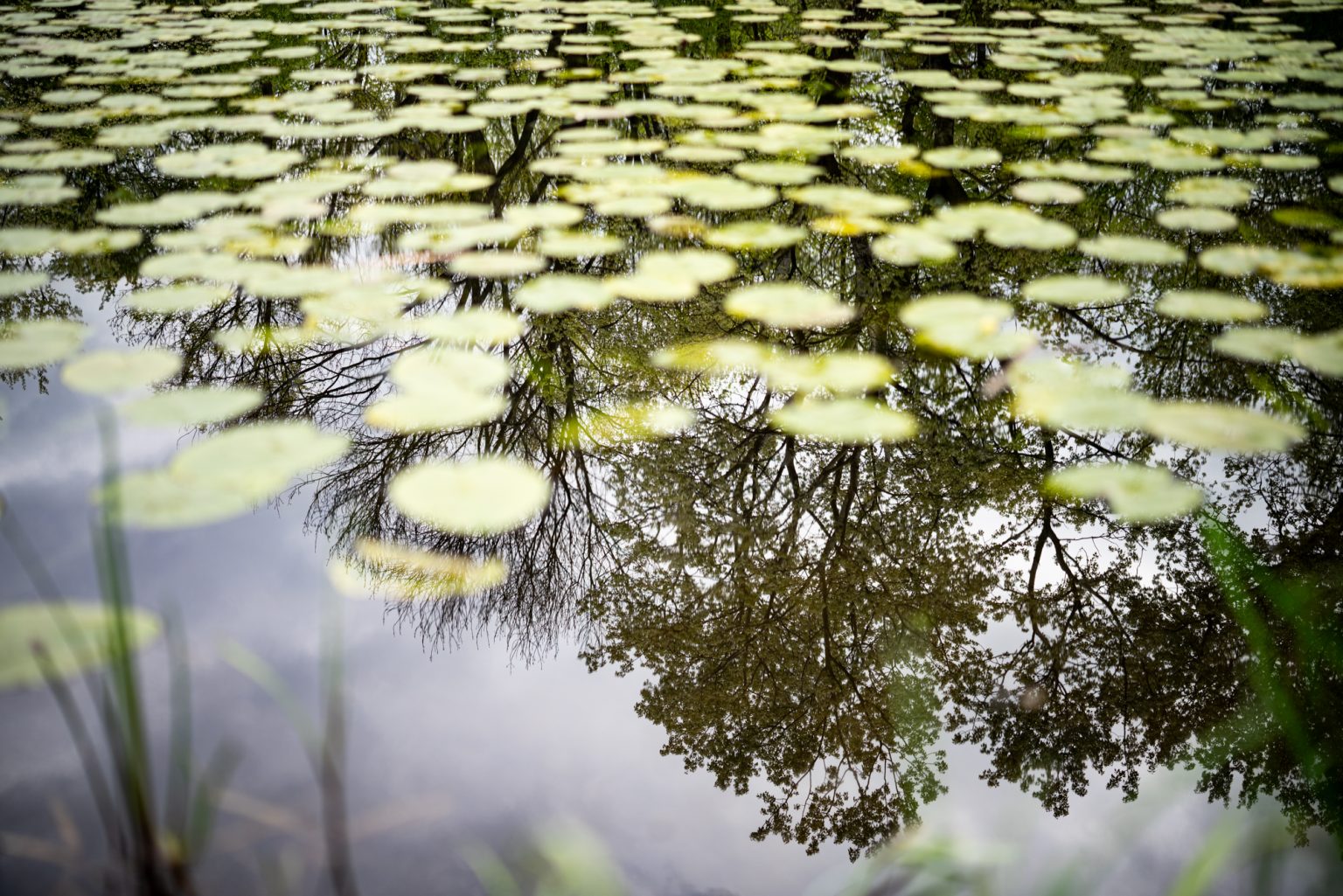 Galeria zdjęć przykładowych 2000px z obiektywu Sigma A 50mm F1.2 DG DN ART oraz aparatu Sony A7R III