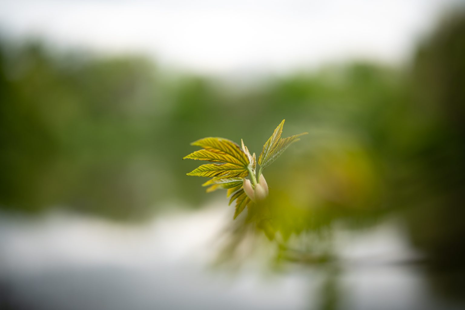 Galeria zdjęć przykładowych 2000px z obiektywu Sigma A 50mm F1.2 DG DN ART oraz aparatu Sony A7R III