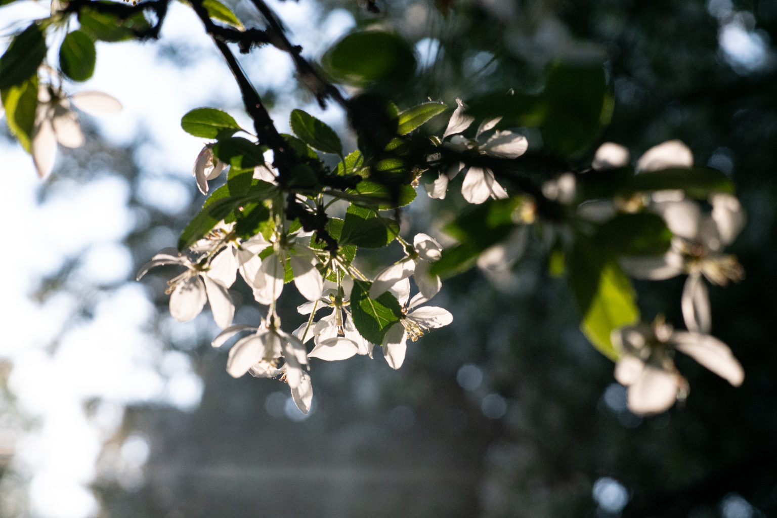 Galeria zdjęć przykładowych z obiektywu TTArtisan 50mm F1.2 oraz aparatu Sony A6300