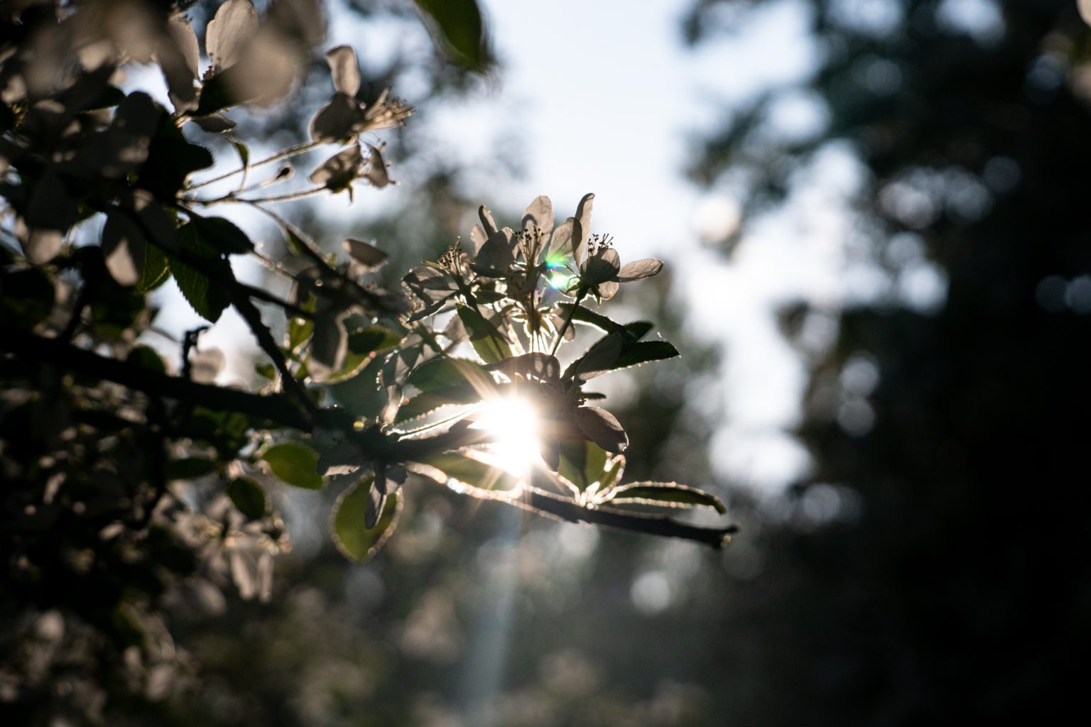 Galeria zdjęć przykładowych z obiektywu TTArtisan 50mm F1.2 oraz aparatu Sony A6300