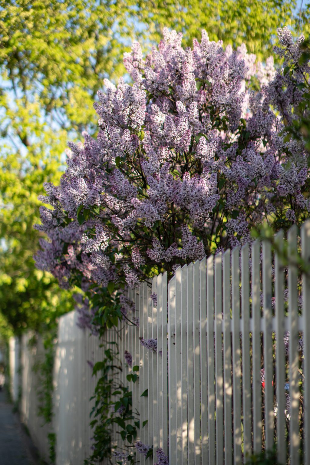 Galeria zdjęć przykładowych z obiektywu TTArtisan 50mm F1.2 oraz aparatu Sony A6300