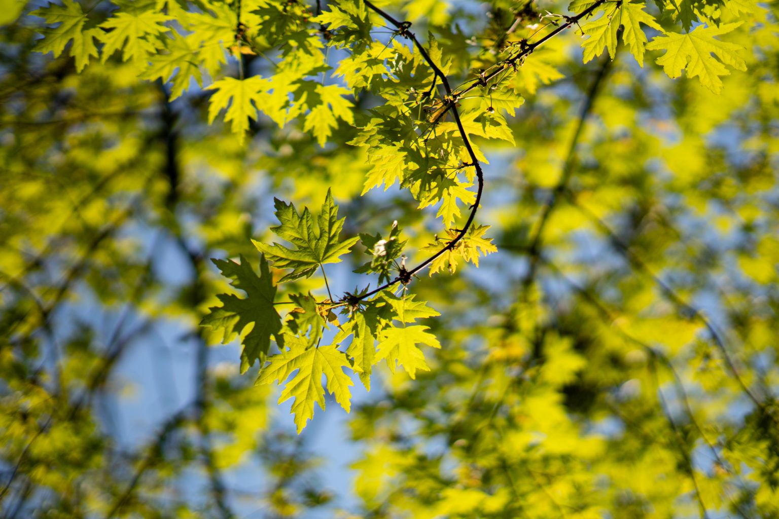 Galeria zdjęć przykładowych z obiektywu TTArtisan 50mm F1.2 oraz aparatu Sony A6300