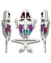Slimy - Lab Dissect-It In Gift Box - Frog Lab