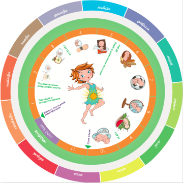 Авторський Календар Вагітності від mammyclub.com