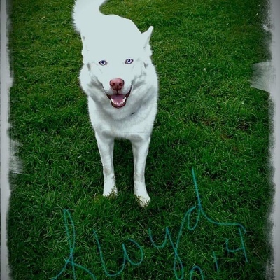 toomany4leggedkids@mastodon.world