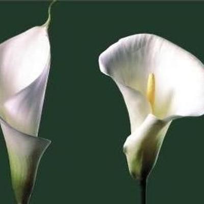 metamorphosed_flower@mastodon.world