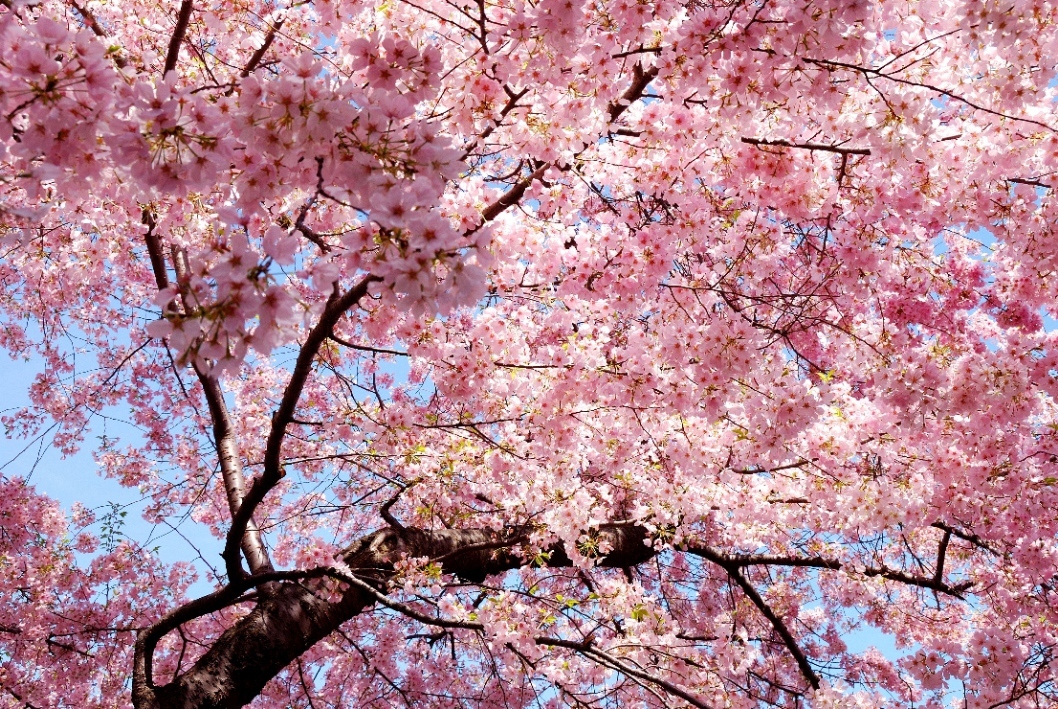 Header Image