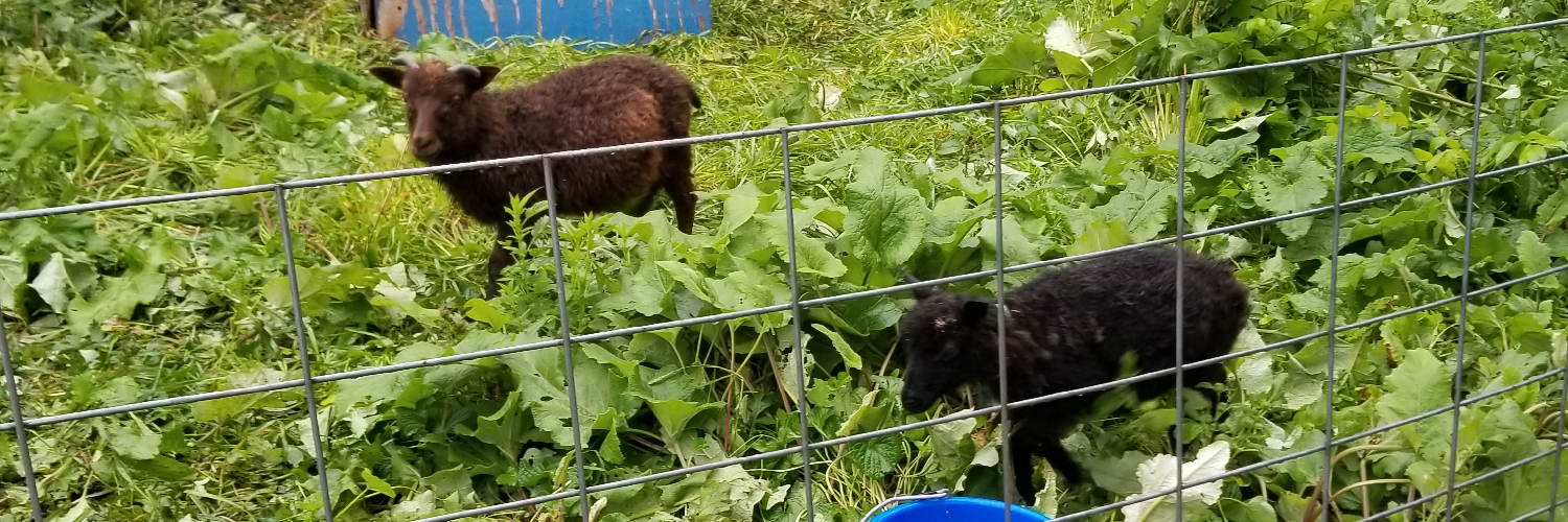 oldoldcojote's profile header