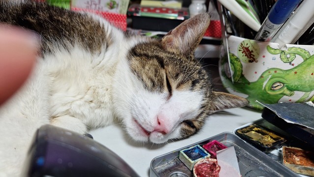 Katze schlÃ¤ft auf dem Arbeitstisch
