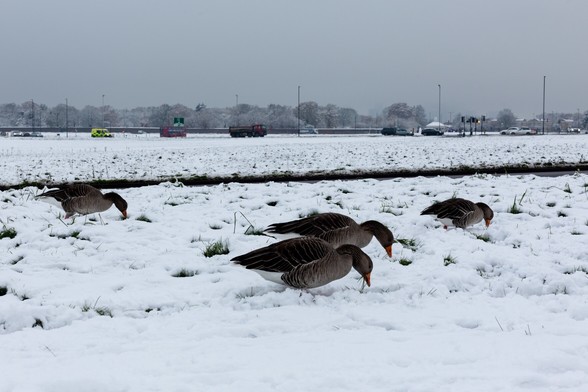 A snowy open space with geese in the foreground feeding on grass.