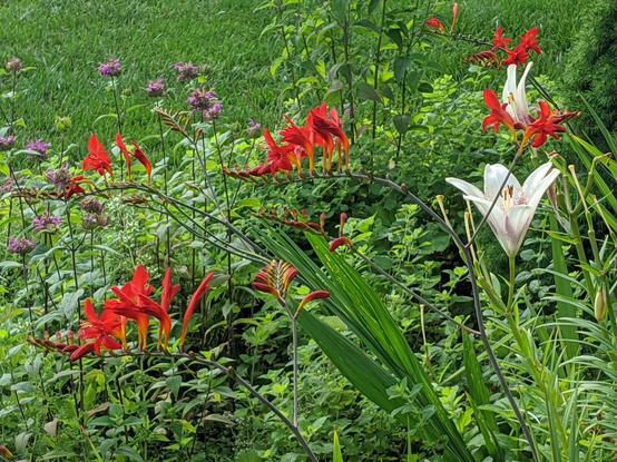 Lucifer crocosmia