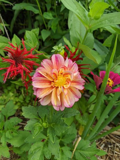 Monarda (jaboc ladder) and a dahlia I didn't lift and didn't kill somehow