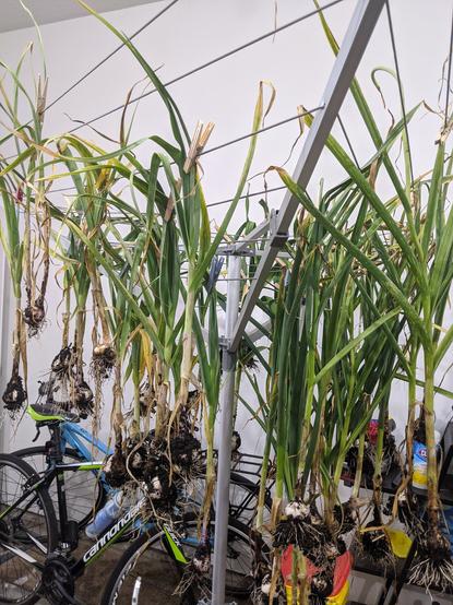 Garlic hung to dry a couple of years ago. My can't miss "vegetable"