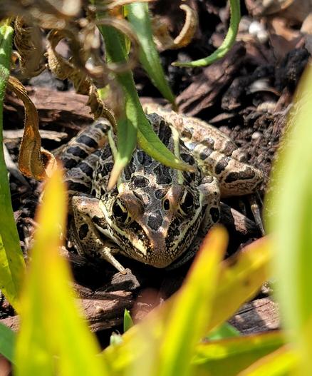 A Northern Leopard Frog  with light stripes along its body, dark stripes on its legs, and black spots on its body. In the picture its facing the camera doing a terrible job of hiding under plants.
