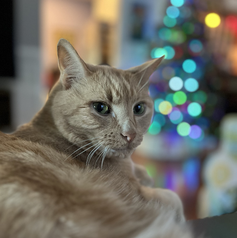 Orange tabby cat in front of Christmas tree