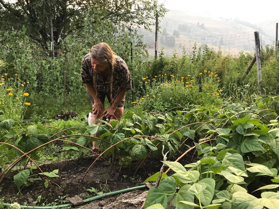 Gardener amidst the beans and calendula