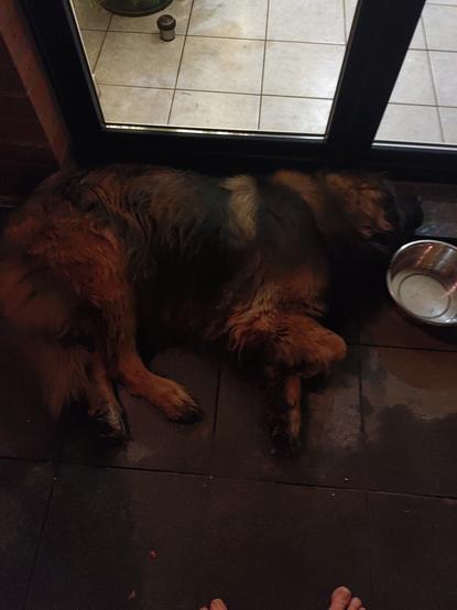 Hund liegt Abends auf der Terasse