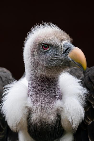 A close-up side view photo of a Rüppell's Griffon Vulture, its striking features including the hooked beak and piercing eyes are clearly visible. The vulture's textured feathers and unique physique are highlighted against a blurred black background.