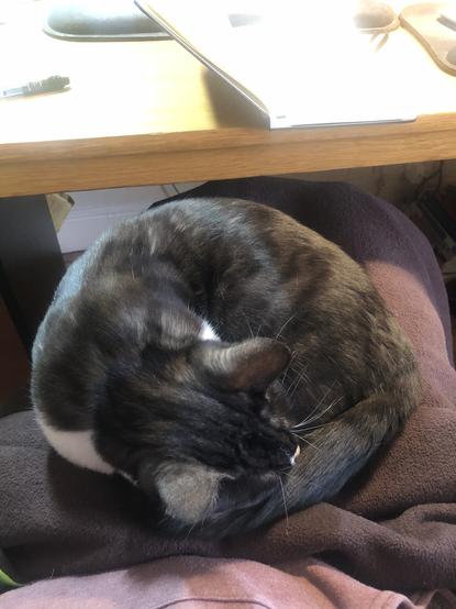 A black and white cat curled up tightly in my lap as I sit in my office chair.