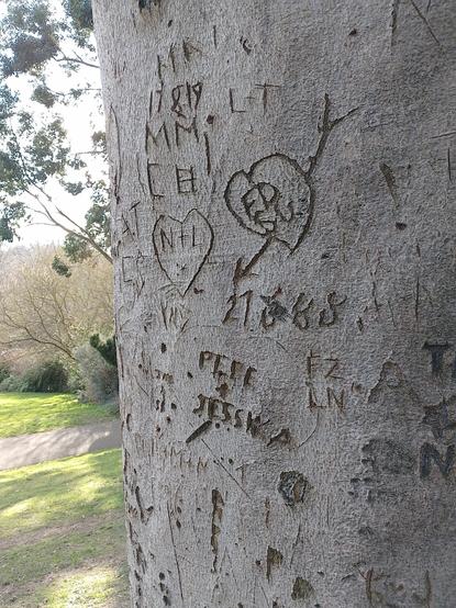 Beech tree with carved names in Hampstead heath