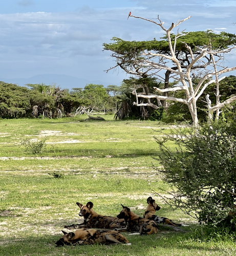 Family of painted wolves (aka wild dogs) relax in the shade of a bush with acacia trees in the background. A carmine bee eater is perched on a dead tree in the background, which is lush and green. The sky is cloudy, but the day is sunny.