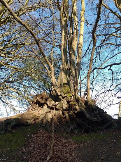 Incredible tree roots on a spring afternoon