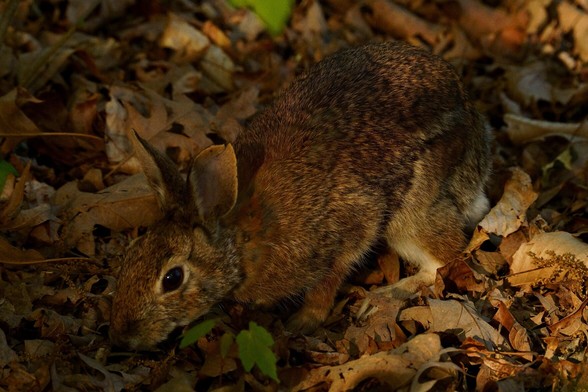 An Eastern  Cottontail Rabbit on a forest floor of dead leaves and green seedlings.