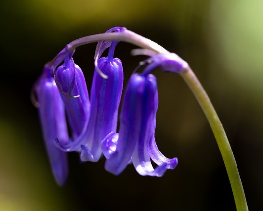 Macro photograph of bluebell flowers in Eltham Park North.