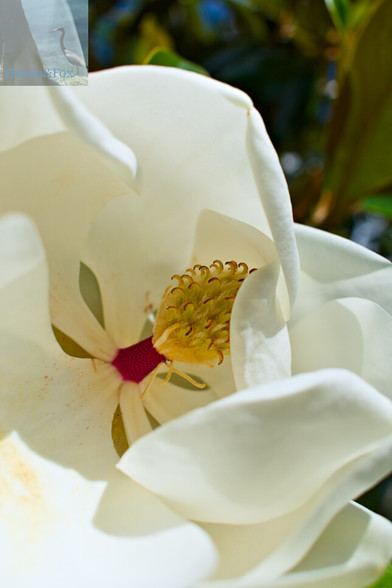 A photograph of a white Southern Magnolia flower.